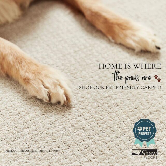 🐾 Transform your home into a haven for you and your furry friends! Shop Pet Perfect, ultra-durable, easy-to-clean carpet, and enjoy comfort, durability, and style. 🏠✨ http://www.conceptflooring.com

#PetFriendlyFlooring #ShawFloors